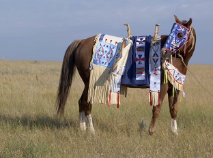 一匹在平原上戴着王冠的马